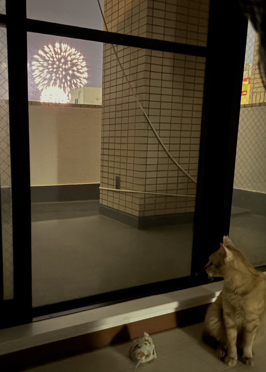 保護猫カフェstellata tweet media