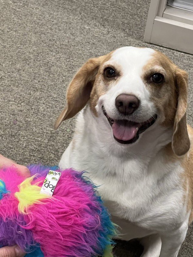 _Cass__'s tweet photo. Thank you for everything you do!🙂🙏🐶❤️
💖Marley💖 https://t.co/6F6oSLomkB