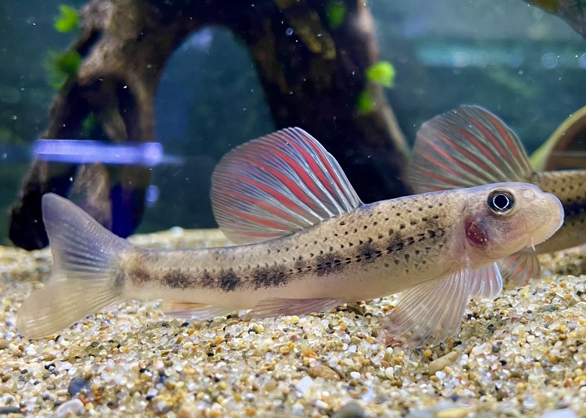 ymdaqua's tweet photo. ミクロフィソゴビオ・タファンゲンシスMicrophysogobio Tafangensis
再入荷を待ってる魚の一つ https://t.co/tnU52POKNP