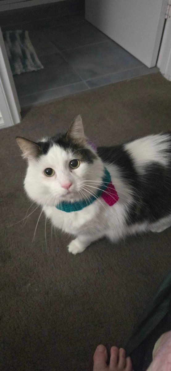 samphetamine's tweet photo. @Bruce_Elvisteen, Lenny wearing his scarf. https://t.co/0wkS1J5zDq