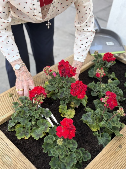 klsettlement's tweet photo. A blooming welcome on Orville Road! 🌸🌿

Thanks to the generous donation from a kind neighbour, KLS is looking brighter than ever with beautiful new planters filled with vibrant red geraniums. A huge well done to our Age Well Battersea gardening members. https://t.co/LwpFAhM7HU