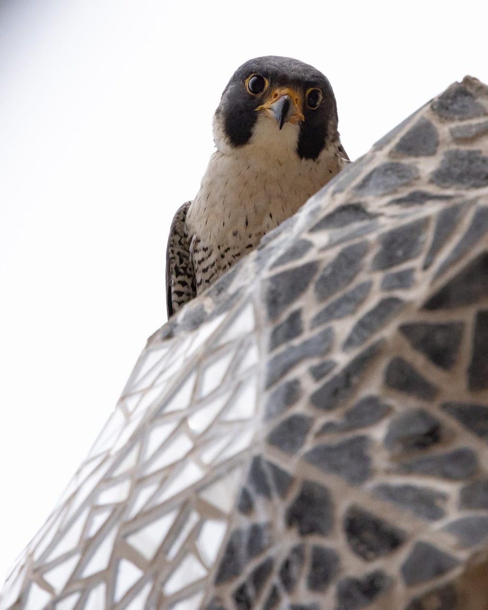 sagradafamilia's tweet photo. See you soon, falcons! The peregrine falcon chicks that have made the Sagrada Família their home have taken flight! This event marks the end of this year’s breeding period as these little guests flee the nest. For this reason, we will stop sharing live images on 5th June 2026. Thank you for joining us, and see you next year!