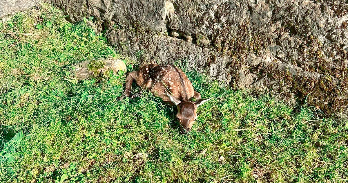 ciudadeladejaca's tweet photo. 🦌 ¡Continúan los nacimientos en la Ciudadela de Jaca!
Ayer por la tarde recibimos al tercer cervatillo de este año. Se trata de una hembra, a la que hemos llamado Ceci en honor a la teniente veterinaria Cecilia Jorge, responsable de los #ciervos del castillo. https://t.co/GE5dy96t36