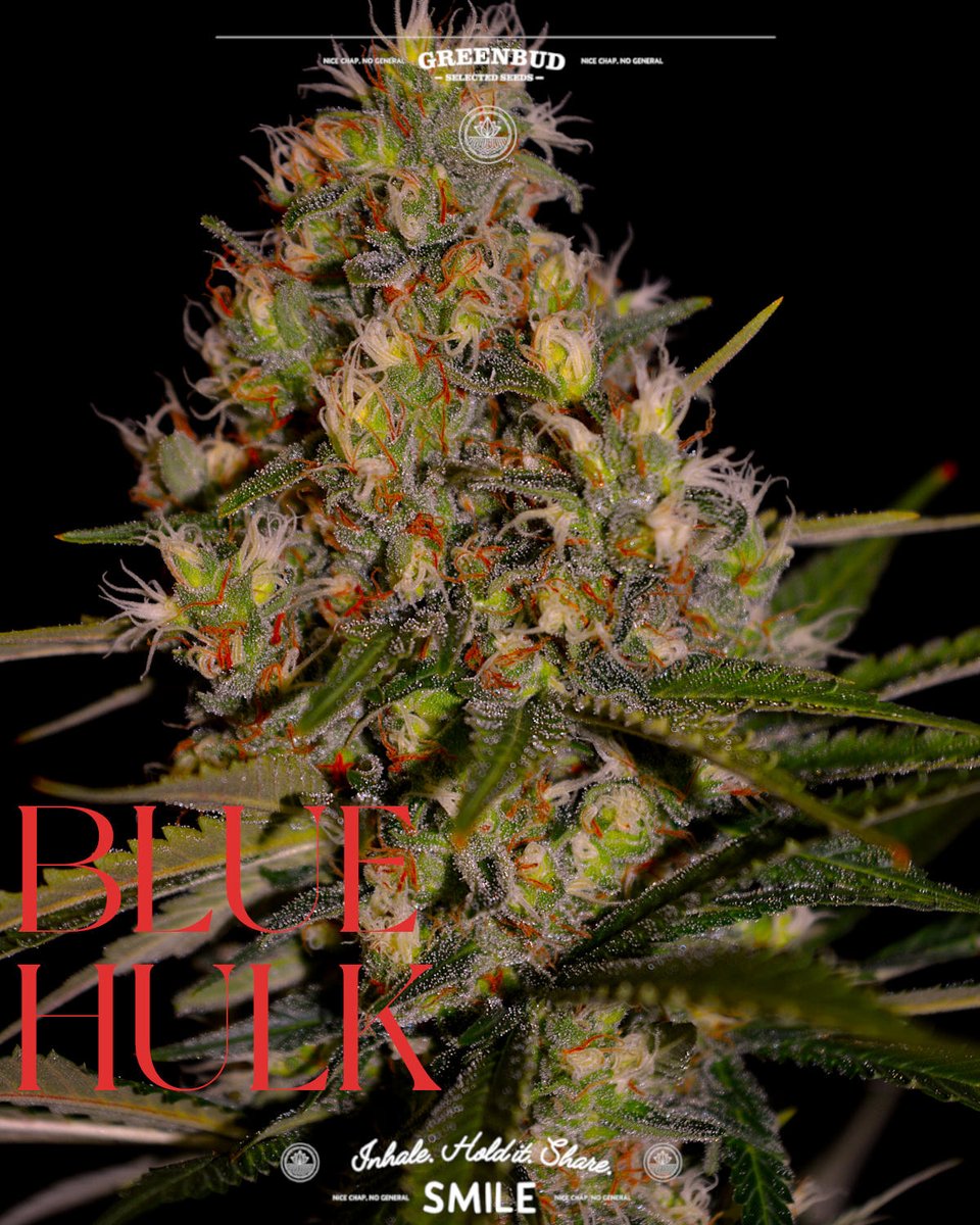 GreenbudSeeds's tweet photo. BLUE HULK 💥🫐

Sweet forest berries, creamy notes and a subtle diesel twist. Blueberry 99 × Bruce Banner delivers dense flowers, heavy resin production and a powerful yet balanced effect. 🌿

Fresh shots of this Limited Edition favourite.

#GreenbudSeeds #CannabisGenetics https://t.co/dScCHuJgvz