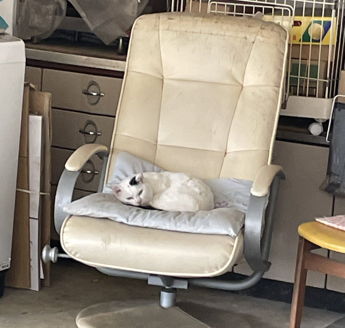 TigersZZ's tweet photo. 今日、寒いくらいに涼しくてびっくり…ｶﾀ:(ˊ◦ω◦ˋ):ｶﾀ
昼間に撮ったネコちゃん(*ΦωΦ*)
珍しく、近づいても逃げなかった🫣🫣 https://t.co/z92zeHlWCY