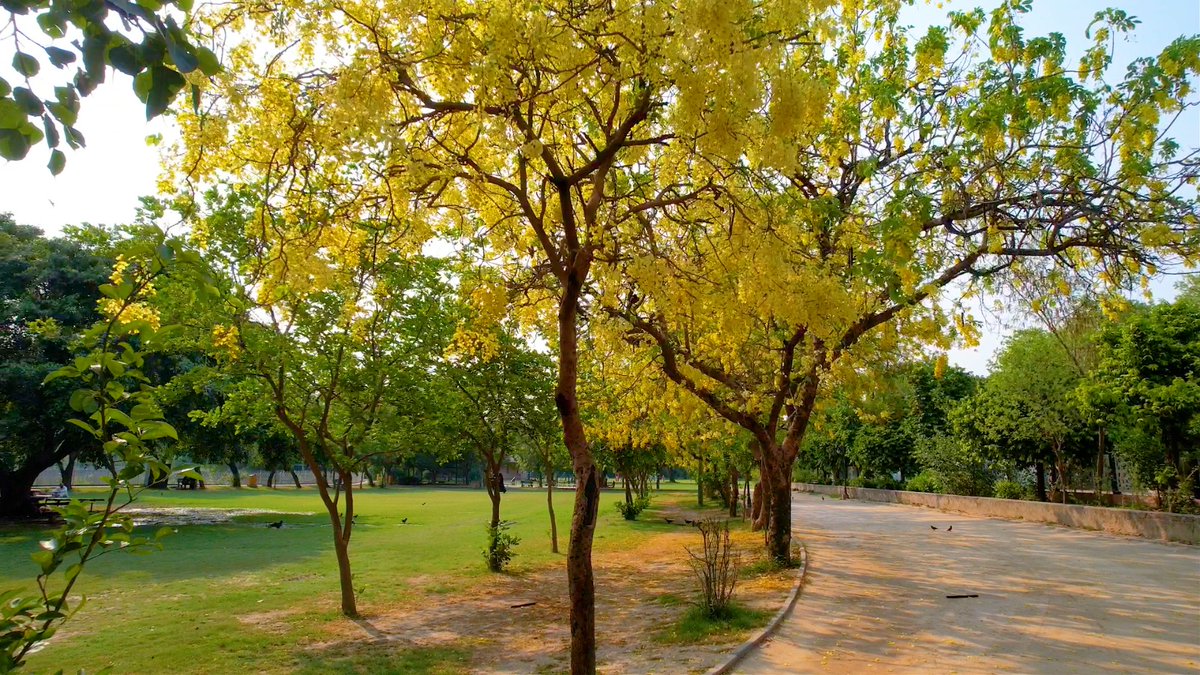 PhaLhr's tweet photo. 🌼 جیلانی پارک لاہور میں املتاس کے سنہری پھول اپنی بہار دکھا رہے ہیں۔
🌳 جاگنگ ٹریک کے اطراف دلکش منظر شہریوں کی توجہ کا مرکز بن گئے ہیں۔
💚 پی ایچ اے لاہور شہر کو سرسبز، خوبصورت اور شاداب بنانے کے لیے کوشاں ہے۔
#PHALahore #JilaniPark #Amaltas #GreenLahore #BeautifulLahore https://t.co/0pYHtEiOfW