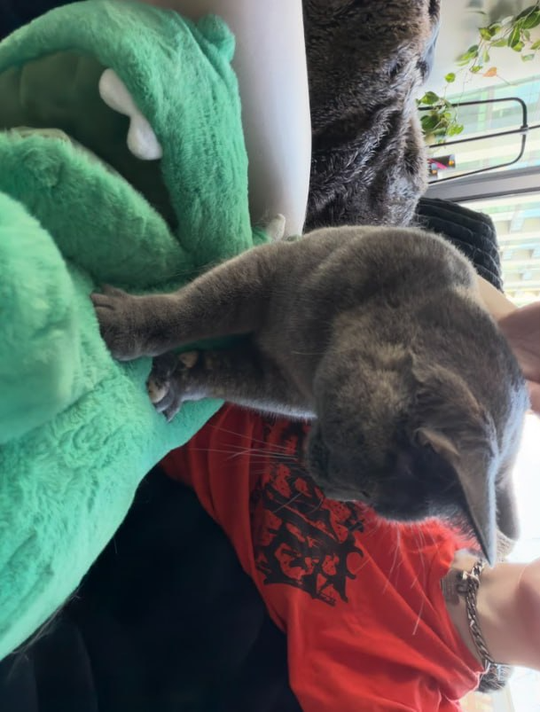 rayshanex's tweet photo. productivity canceled due to cat https://t.co/h0t6k9I7Px