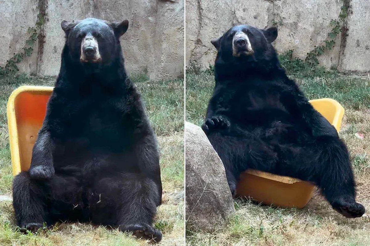 mushycrouton's tweet photo. My brain refuses to register that these things could disembowel me with one swipe when they sit like this. They’re just silly lil guys https://t.co/QcDR1JEe4a