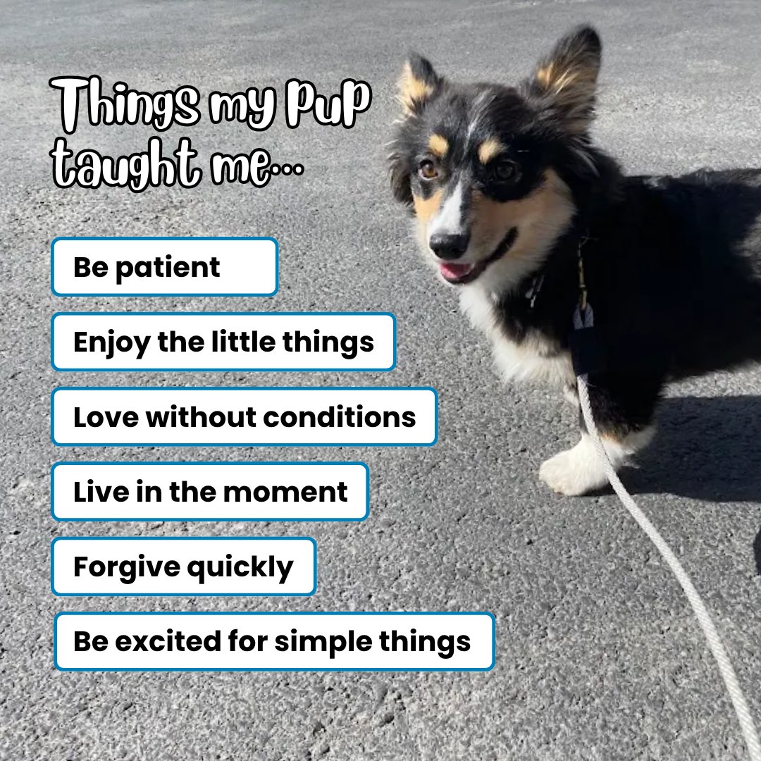 TrainWalkPoop's tweet photo. Dogs teach us some of life's best lessons. ❤️🐶

What's the biggest lesson your pup has taught you?

📍 Serving in Salt Lake City, Utah 🐶
📞 Contact us: (801) 613-1364
🌐 Website: https://t.co/DkXITfdFQG
#trainwalkpoop #dogtraining #wherepuppieslearnexcellence #doglife https://t.co/h4VxfelRgK