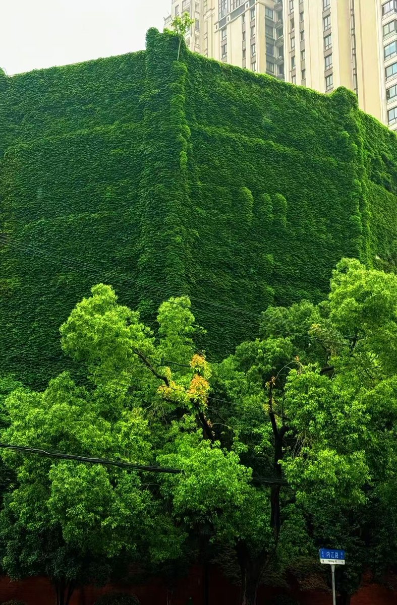 SHYangpu's tweet photo. Years ago, it spun wool. Today, it spins green into the city🍃. 

Wrapped in cascading ivy, the former British wool floss factory becomes a quiet oasis in the bustling urban landscape. 

📍: No 400 Boyang Road, Shanghai's Yangpu district https://t.co/x4S78WDv9U