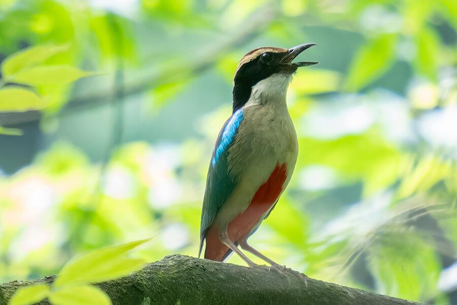 PDChinese's tweet photo. 【 “鳥中仙女”仙八色鶇現身福建廈門山林】初夏時節，福建廈門天竺山草木蔥鬱，國家二級保護野生動物仙八色鶇現身林間，一身斑斕絢麗的八色羽裳靈動奪目，為綠意盎然的山林增添了一抹驚艷亮色。廈門市觀鳥協會介紹，這隻仙八色鶇應是在遷徙途中做短暫停留，是廈門當地鮮見的鳥類。 https://t.co/p73fqiFHbY
