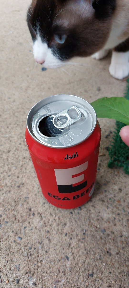 junfebruary28's tweet photo. 🐻‍怖いけど
家のまえで
🐱と🍻
おつかれ生

#EGABEER https://t.co/x45nbjeKOa
