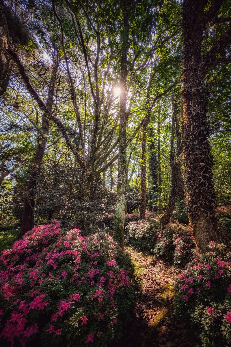 pocketireland's tweet photo. Glade To Be Alive Today.
https://t.co/8Pwjf57Ovw
#photography #EastCoastKin #TeamPixel #NaturePhotography #IrishLandscapes #IrishGardens #AzaleaWalk #SpringBlooms #Waterford #Ireland #WoodlandWalk #ForestPhotography #Rhododendrons https://t.co/ckuDjeyYKQ