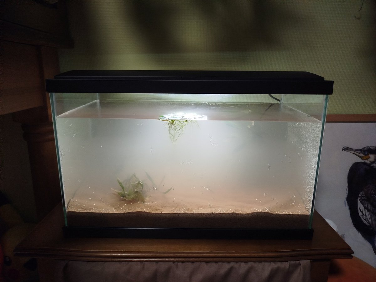 D0gg0melette's tweet photo. I've already put the plants in, now I'm just waiting for all the sand to settle to the bottom of the tank 🥹
I need to find some branches and stones to put in it too,, https://t.co/BzbF7WYlkc