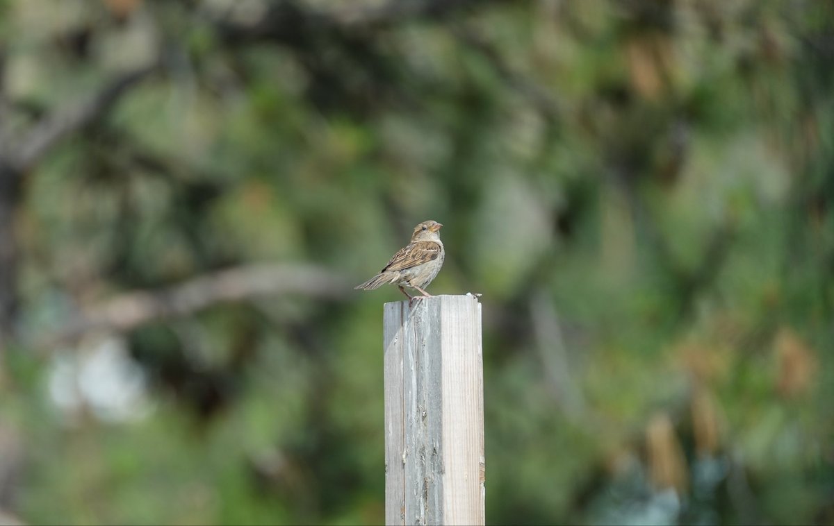 OAGT_BVG's tweet photo. Birds 1
Sony 70300 https://t.co/Ix99n8YixZ