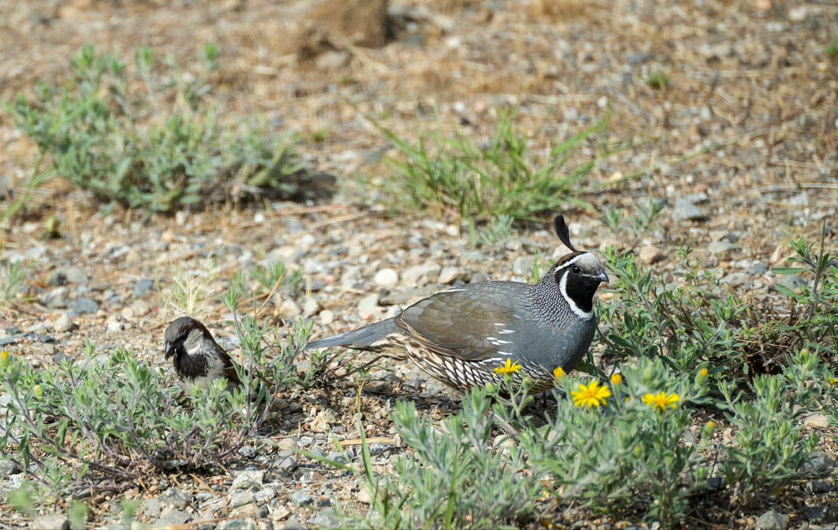 OAGT_BVG's tweet photo. Birds 1
Sony 70300 https://t.co/Ix99n8YixZ