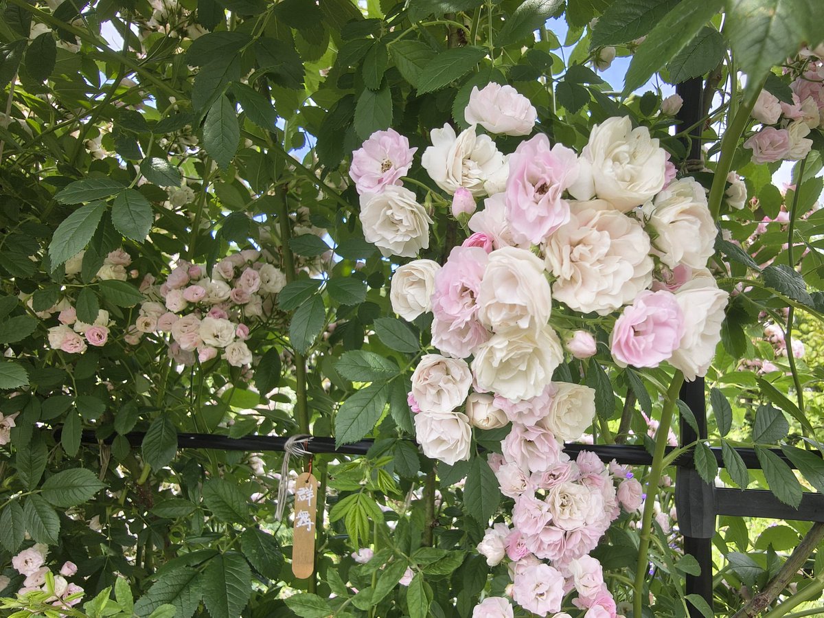 yume515's tweet photo. 🌹

#濁川公園 
#新潟市北区 https://t.co/2k7FcEoMBq