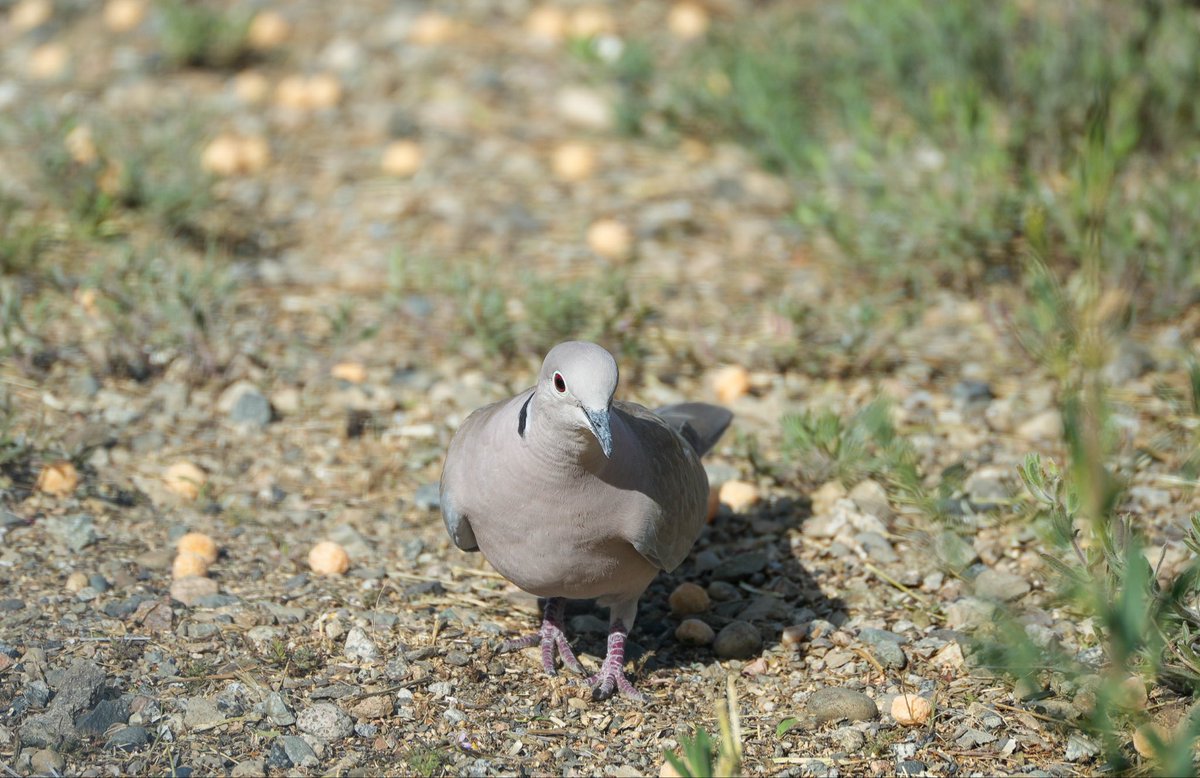 OAGT_BVG's tweet photo. Birds 2
Sony 70300 https://t.co/g5qlJ8CaZL