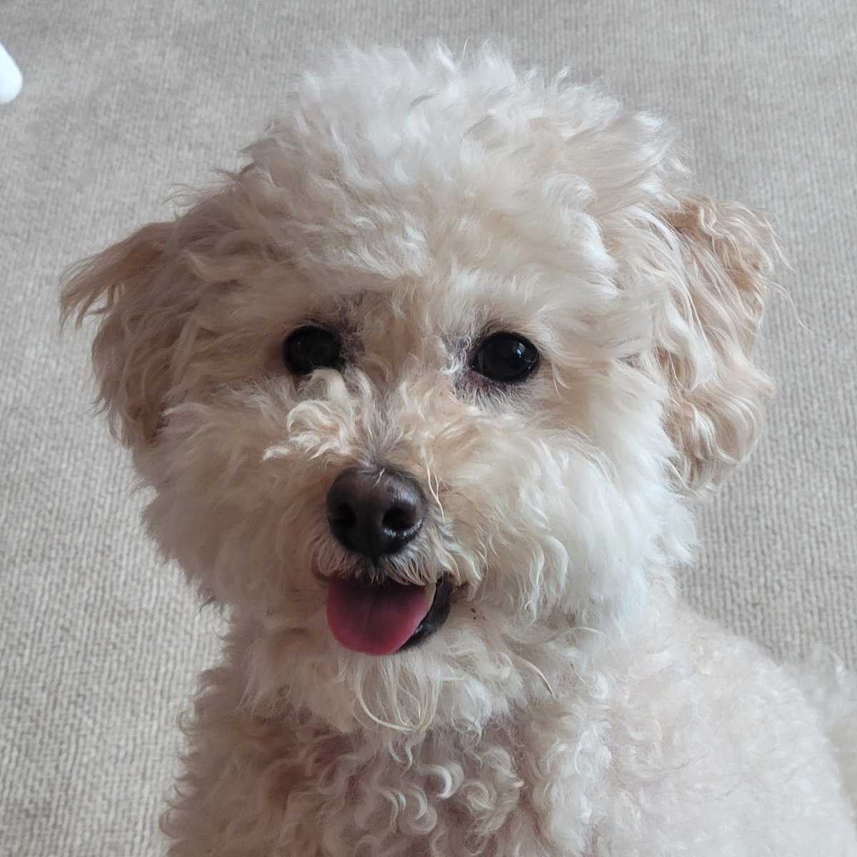mgmt83's tweet photo. “운동 갈까?” 소리를 들은 강아지 😝 https://t.co/rwhguYPxgK