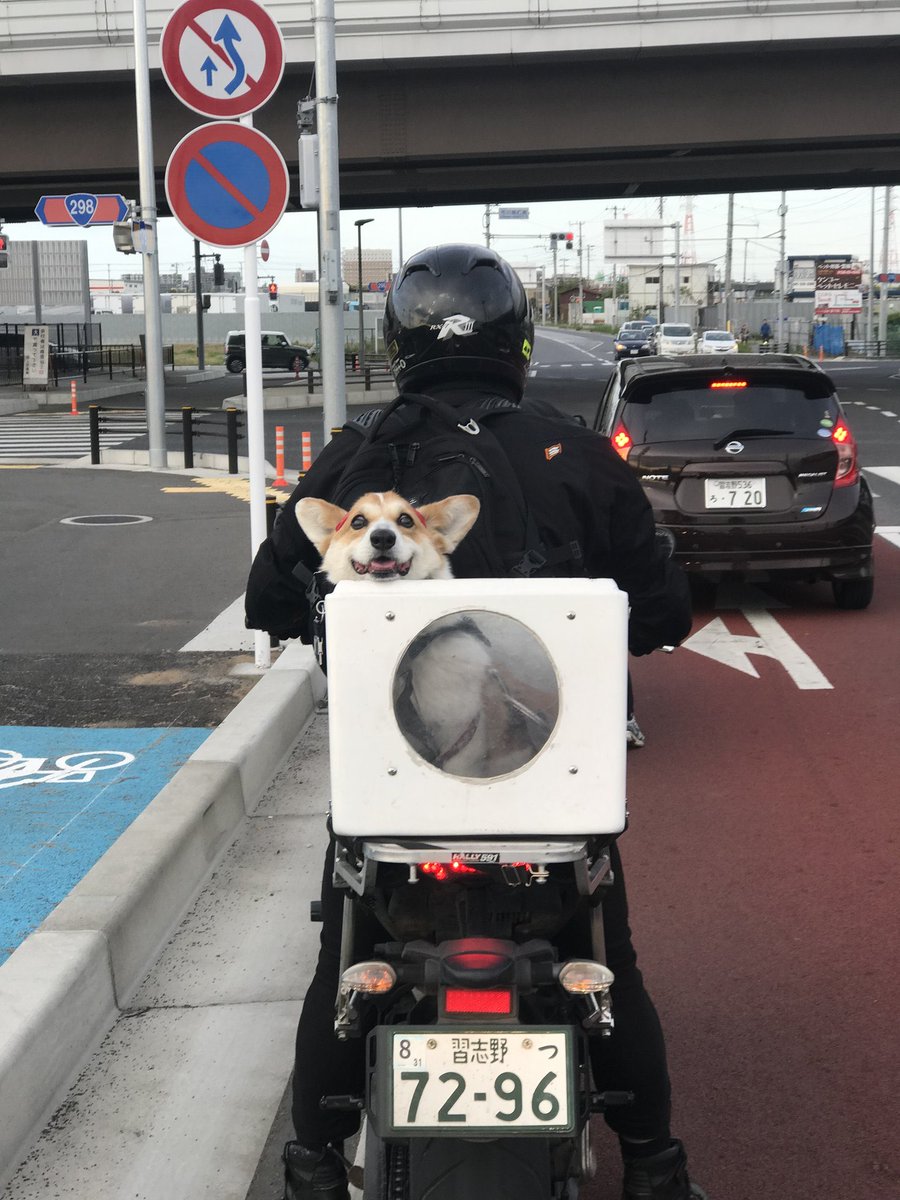 onigirry's tweet photo. フィーアの体重がほぼツヴァイと同じだから
ツヴァイ箱がこのまま使えるな

沼津でバイク仲間作ってツーリングに行きたいっすね https://t.co/eHQMCVHXWY