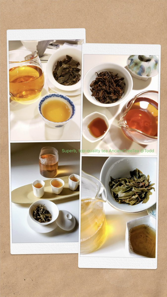 gowiden's tweet photo. 茶和, 人和, 天下和. Harvested from pristine, centuries-old tea trees, this vintage captures the vibrant energy of spring in every leaf. 🍵 Experience the profound depth and lingering sweetness that only true ancient tree tea can provide ~

Top-quality tea 🍃 #AncientTreeTea https://t.co/ATHghNSFzO