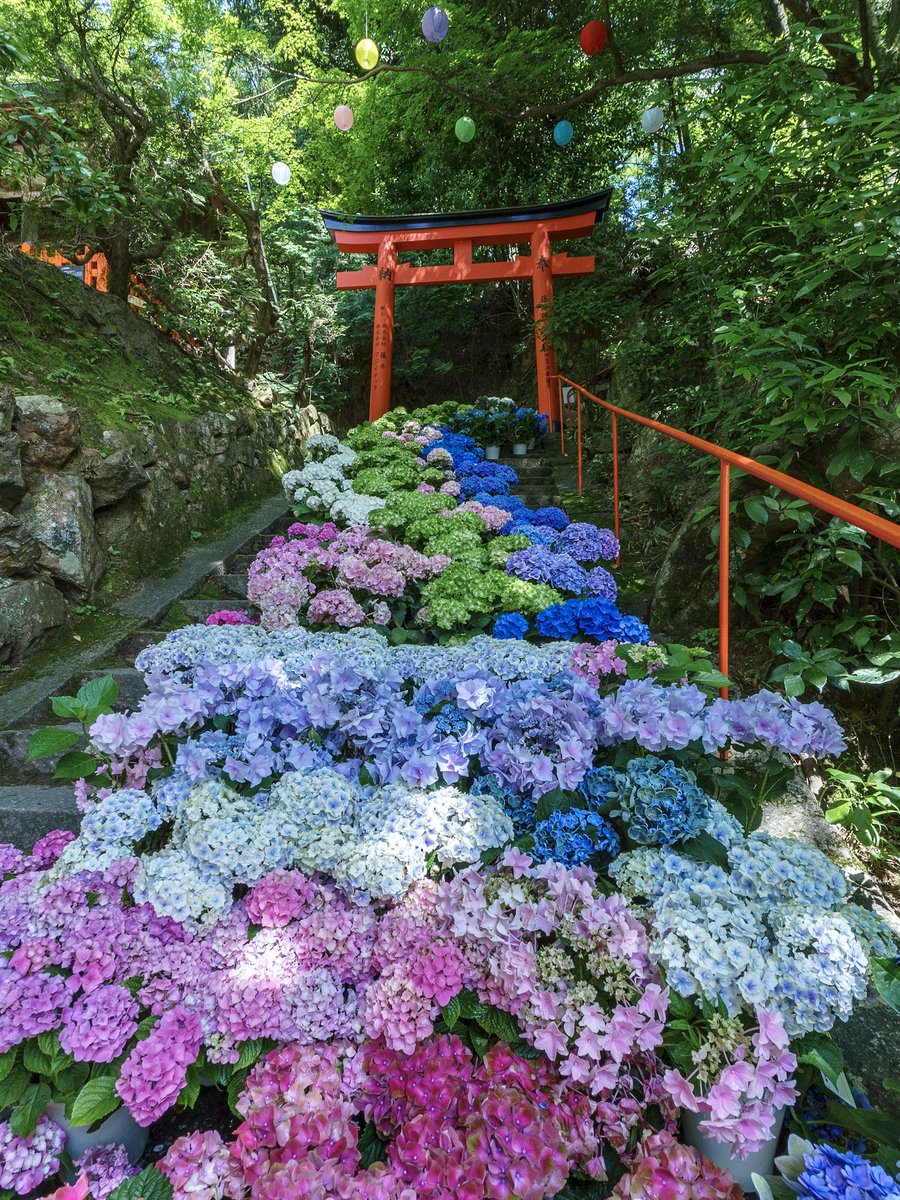 3m1ek's tweet photo. 京都の紫陽花階段が美しい https://t.co/Qa2wEfDvut