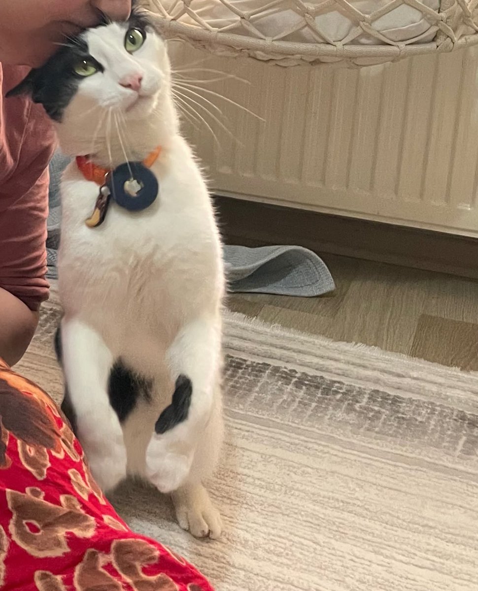 Joey The Jellybean (Jububekir) ve Tumbi Gelin tweet media