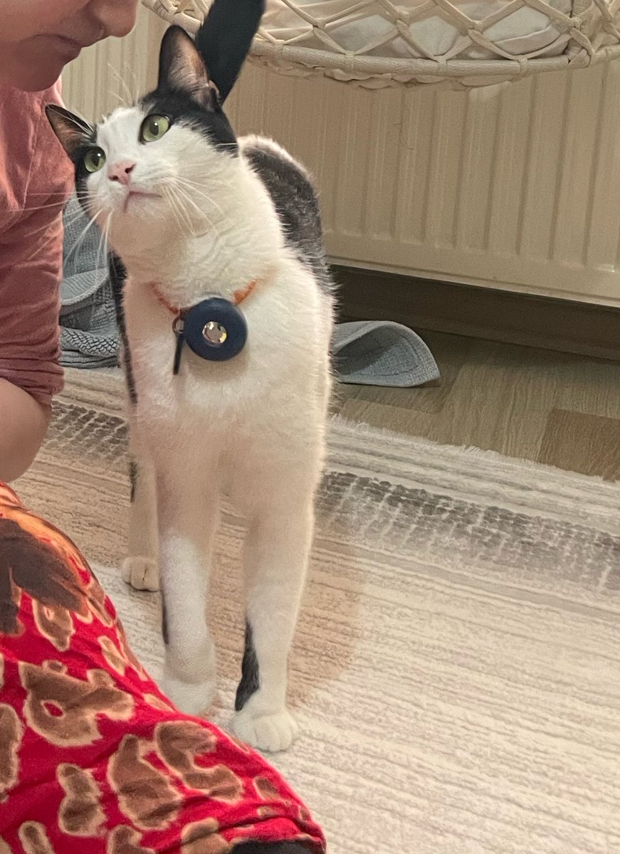 Joey The Jellybean (Jububekir) ve Tumbi Gelin tweet media