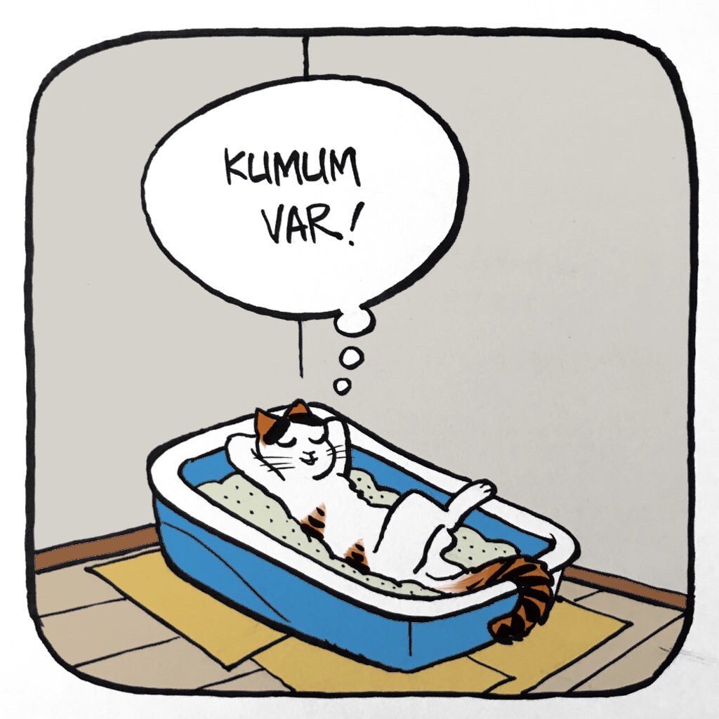 evdecatbasina's tweet photo. Kediye her yer tatil beldesi 🏖️🐾 https://t.co/DvCVDk8e2t