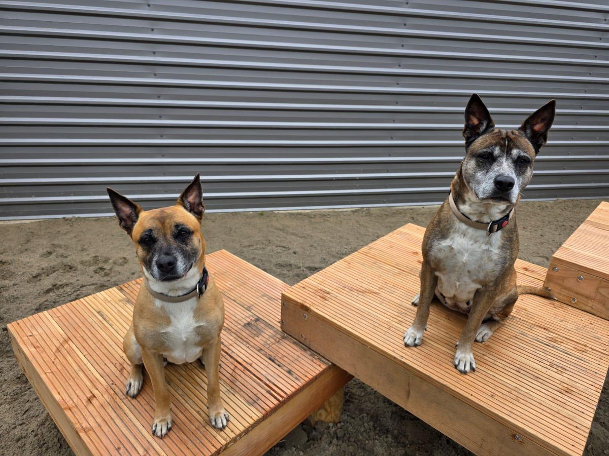 asielbruchem's tweet photo. Cyta en Boef wachten al veel te lang op hun eigen thuis. ❤️ Het liefst plaatsen we dit bijzondere duo samen.

Hun gouden mandje staat ergens op hen te wachten.

🔄 Deel dit bericht en help mee het te vinden! 🐾

🔗 https://t.co/XjMQnJbMsK

#adoptdontshop #asieldier #hondzoektbaas https://t.co/1CjS5AR8MO