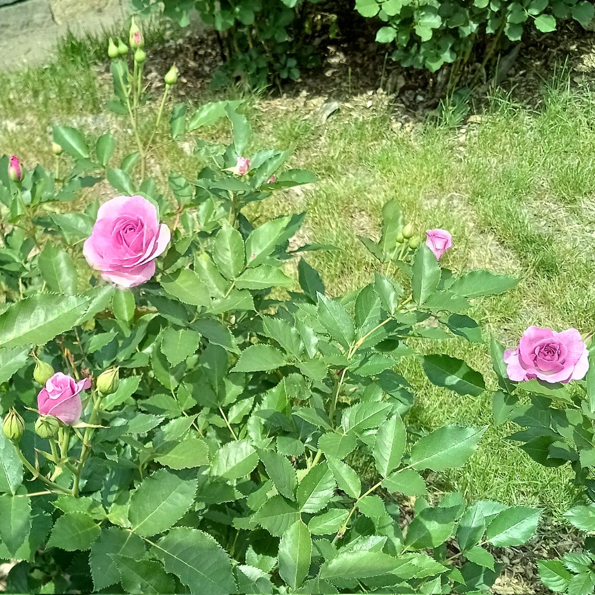 papiercoton's tweet photo. 大通公園の薔薇が咲き始めたと聞いて、見に行ってきました🌹

満開が楽しみ✨️ https://t.co/cC6ai0kK92