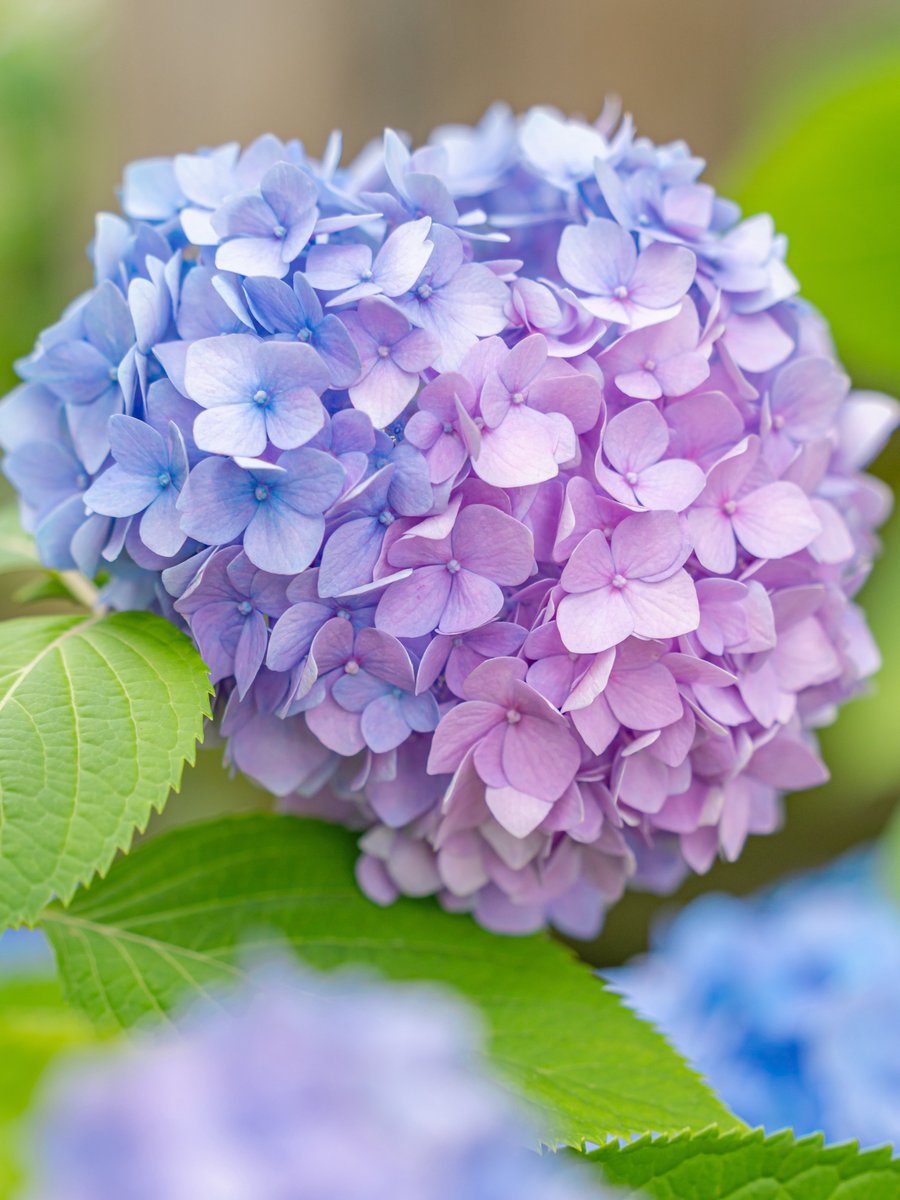 weak_s_days's tweet photo. 二色の紫陽花が、かわいい。 https://t.co/QQDXc0ssIh
