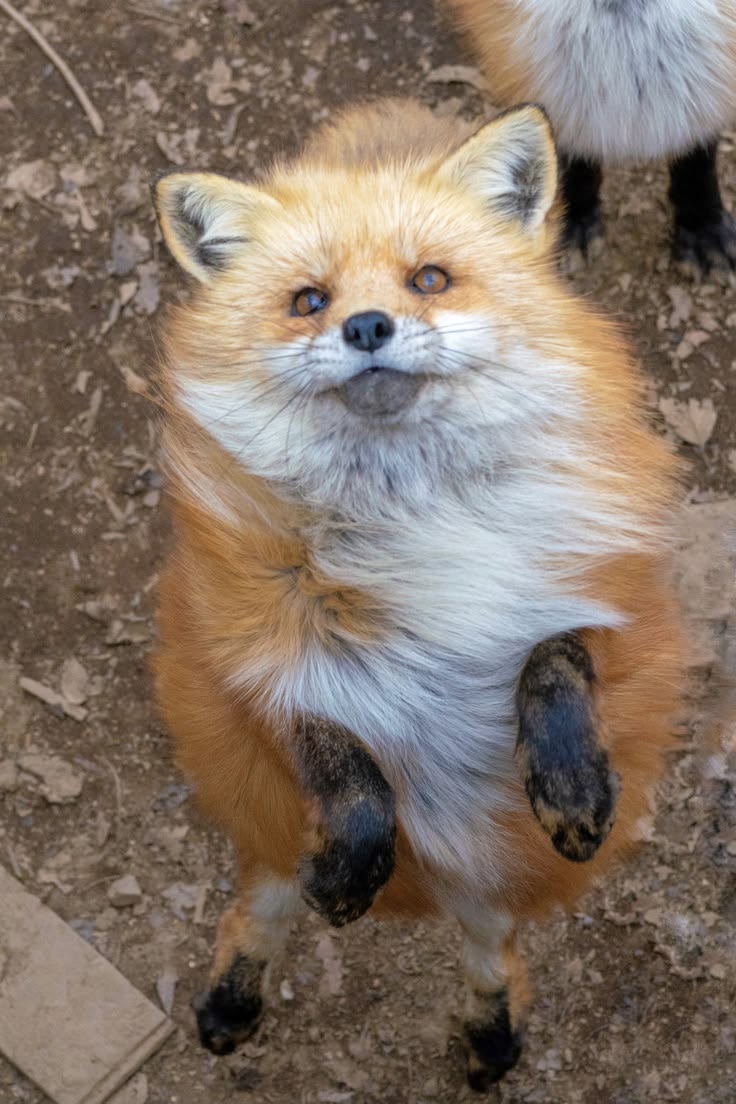 🍁 𝓣𝓱𝓮 𝓕𝓸𝔁 𝓛𝓲𝓯𝓮 🌾🦊 tweet media