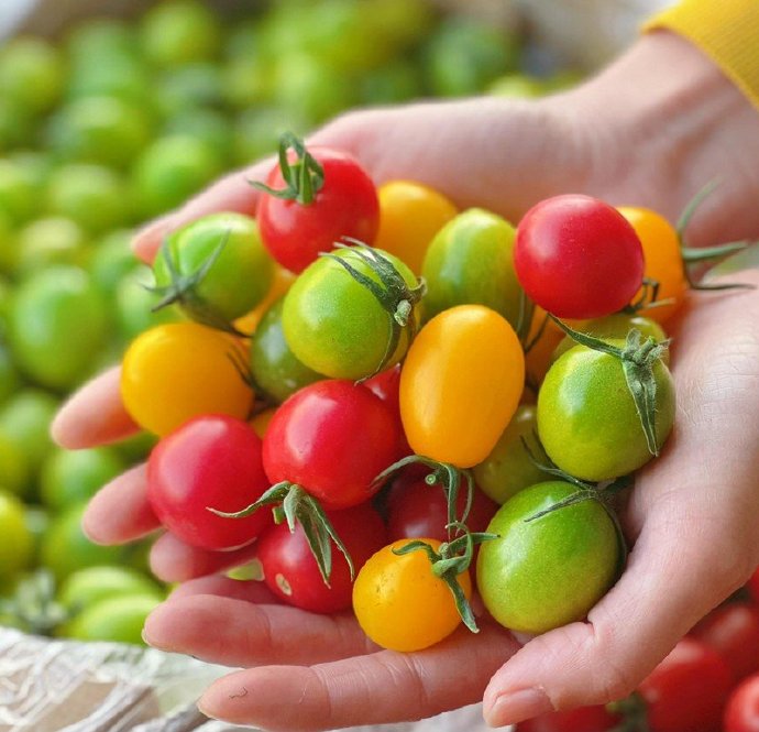 MissDaDa27's tweet photo. Just tried the new organic rainbow cherry tomatoes—burst with sweetness, super juicy, and packed with flavor! Game-changer for salads or snacking.  #FreshFind， https://t.co/iZp6M7q5cF