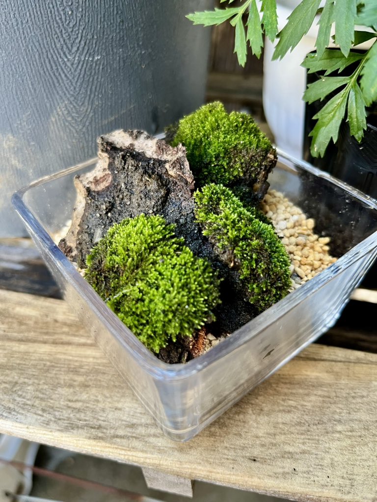 mt_whner4418's tweet photo. 苔テラリウムに挑戦中。
苔は玄関にいてたのを利用。

うぅぅ〜難しい😓

#苔 https://t.co/ZvqN51sd9P