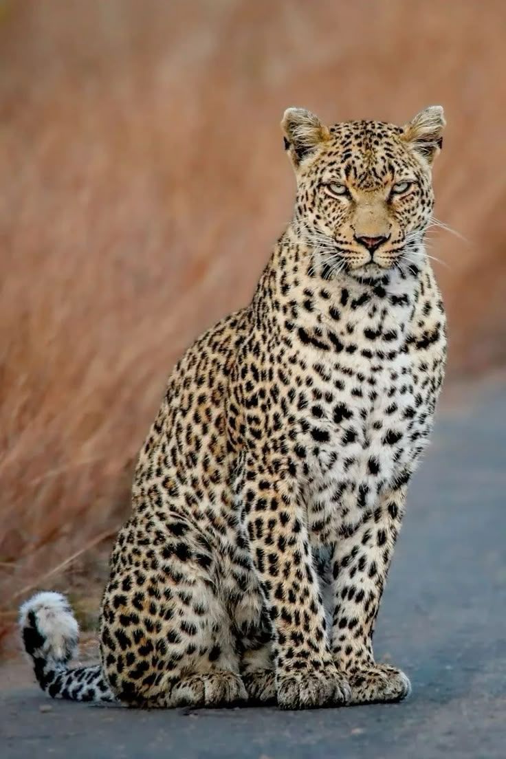 Vibesphere01's tweet photo. Red panther Cheetah on aggressive mood https://t.co/8w0e5QxO67