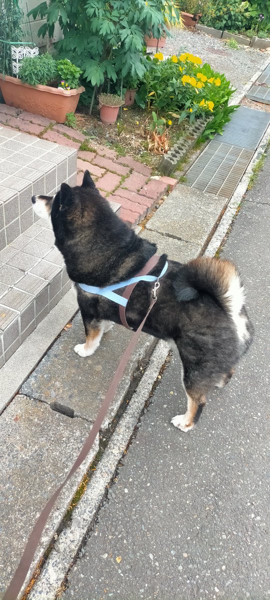 まめたろう (@mamemamemakmaki) / Posts / X