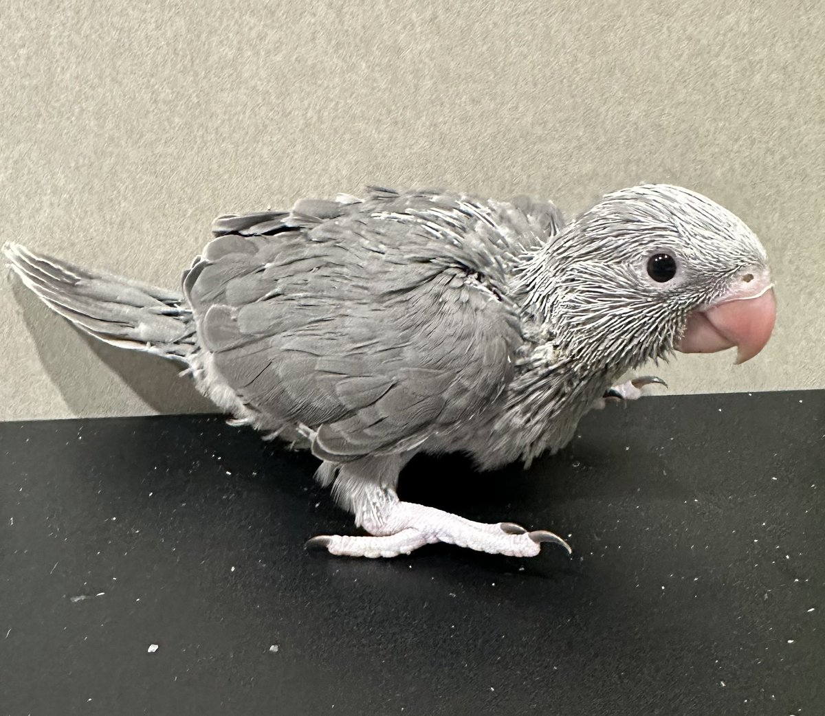KitakoBird's tweet photo. 🐥飼い主様募集🐥

ワカケホンセイインコの飼い主様を募集します。

2026.4.27生まれ
現在挿餌3回
とても甘えたな、おっとりした子です

希望の方、質問はDMまでお願いします。

お問合せの際は

①お名前(フルネーム)
②お住まいの都道府県

を書き添えて下さい。
記載のない方には返信致しません。 https://t.co/eVQ7UfwJ2O