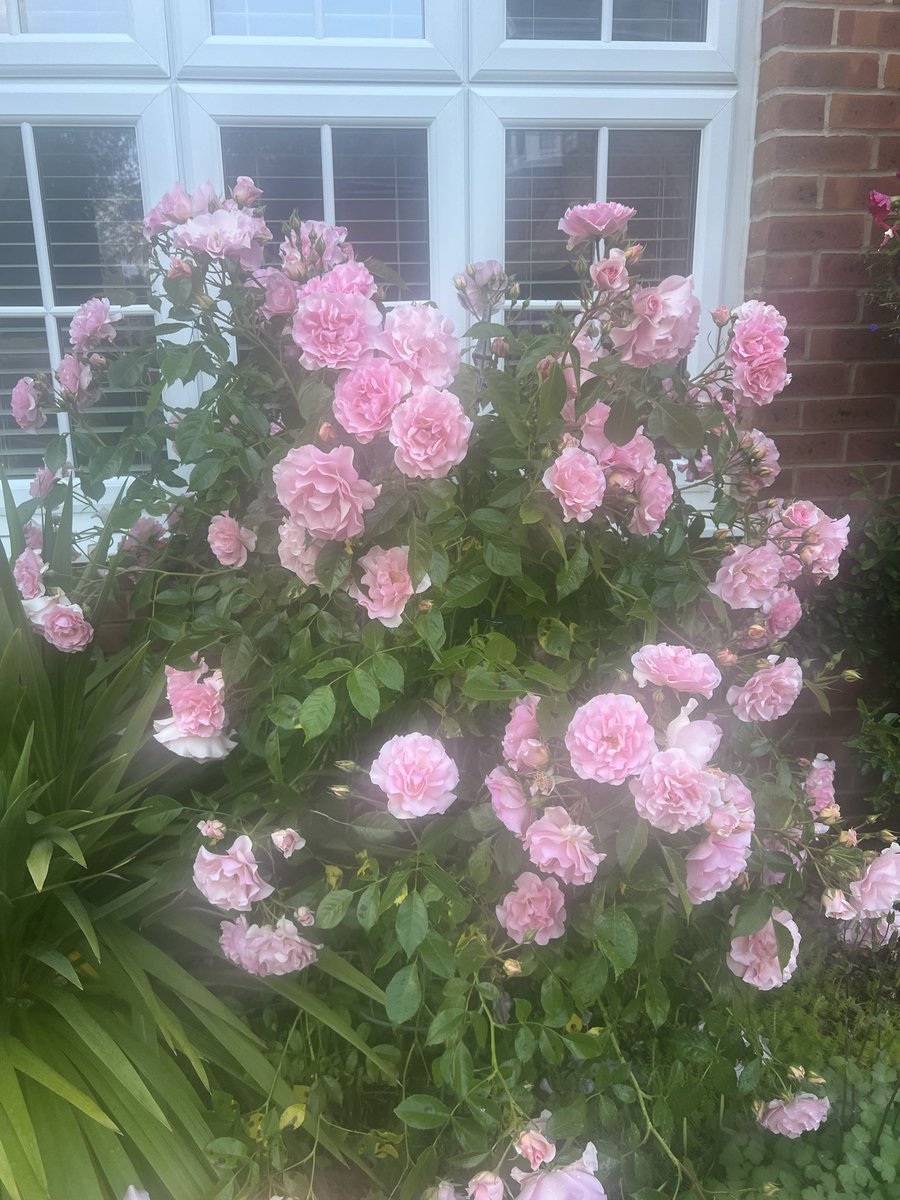 Trinkle96619465's tweet photo. @Somewhe07814641 @scouse_kim 😅.. a diva Rose  indeed … it is right next to my rose I’ve named “ The rose that keeps giving” … A stark contrast😅 https://t.co/y2D1N4BnRy