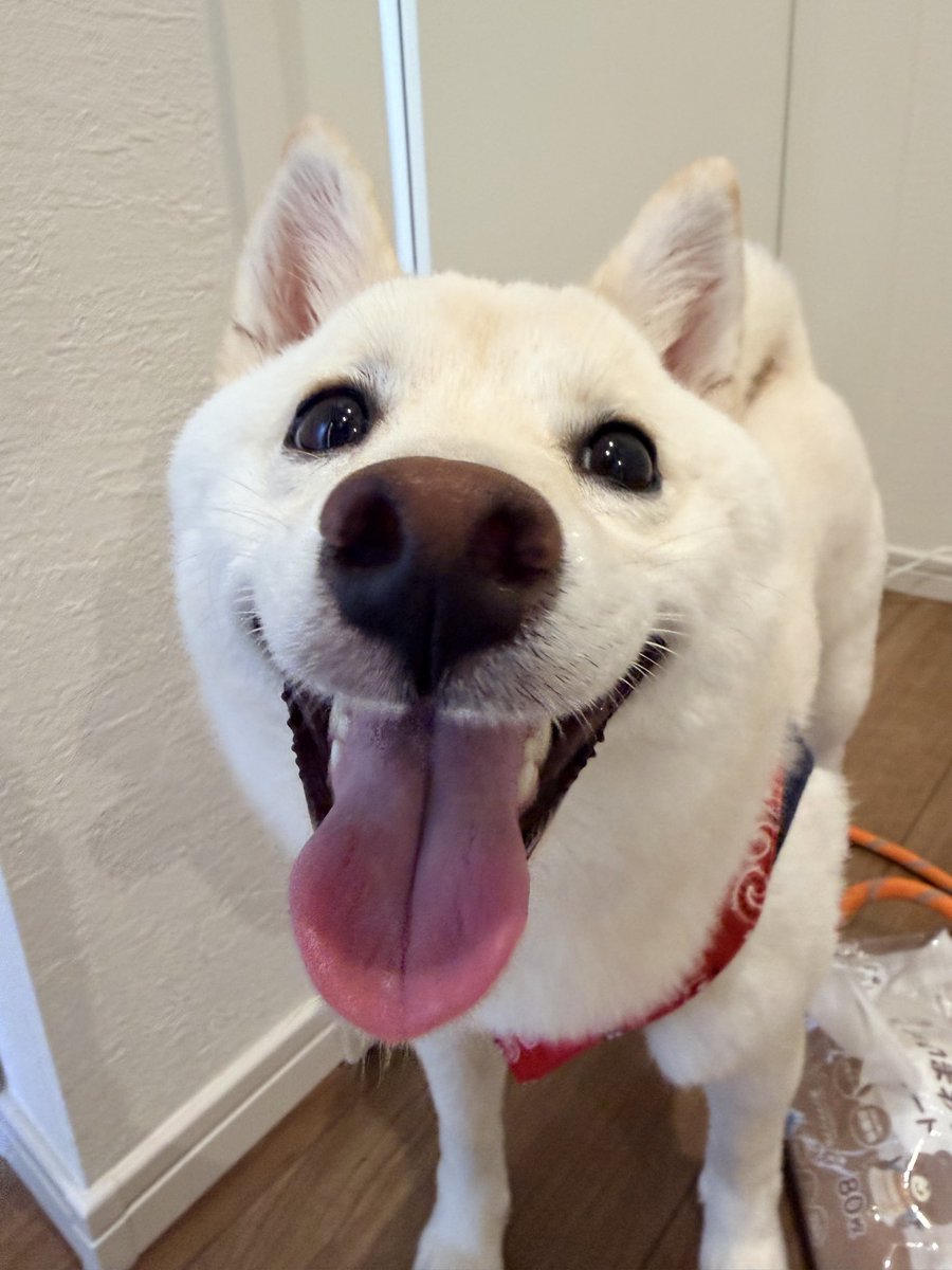 t_pp_e's tweet photo. この1ヶ月はこもって作業するのが中心なので愛犬の写真だけがたまっていく📸

お散歩楽しかったみたい😂

#柴犬 #豆柴 #白柴 https://t.co/TNphzTsgFo