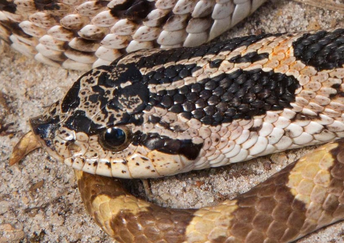 Hoppean Snake tweet media