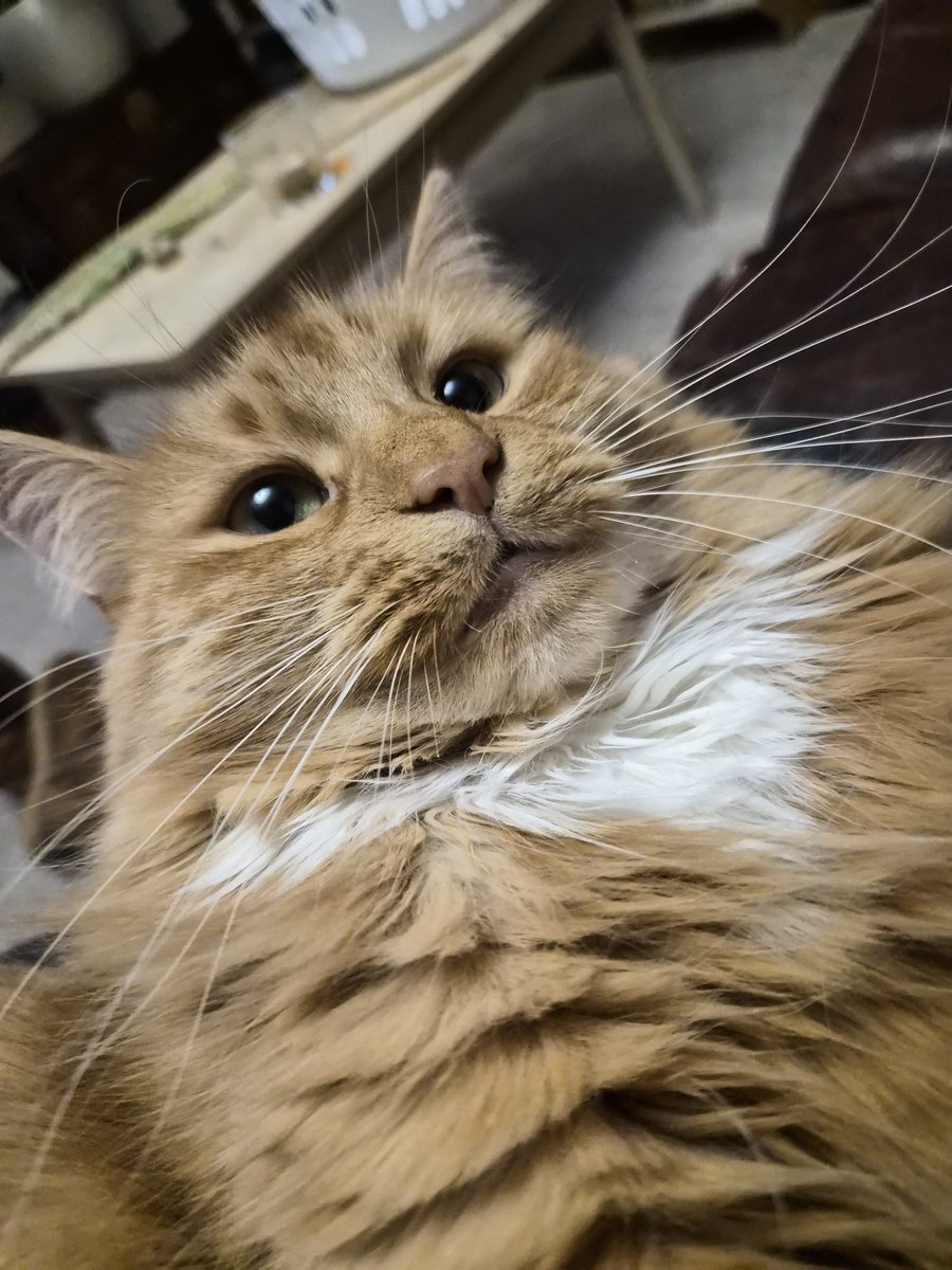 Sassy 🧡and 🌈 This Puss 🌈 tweet media