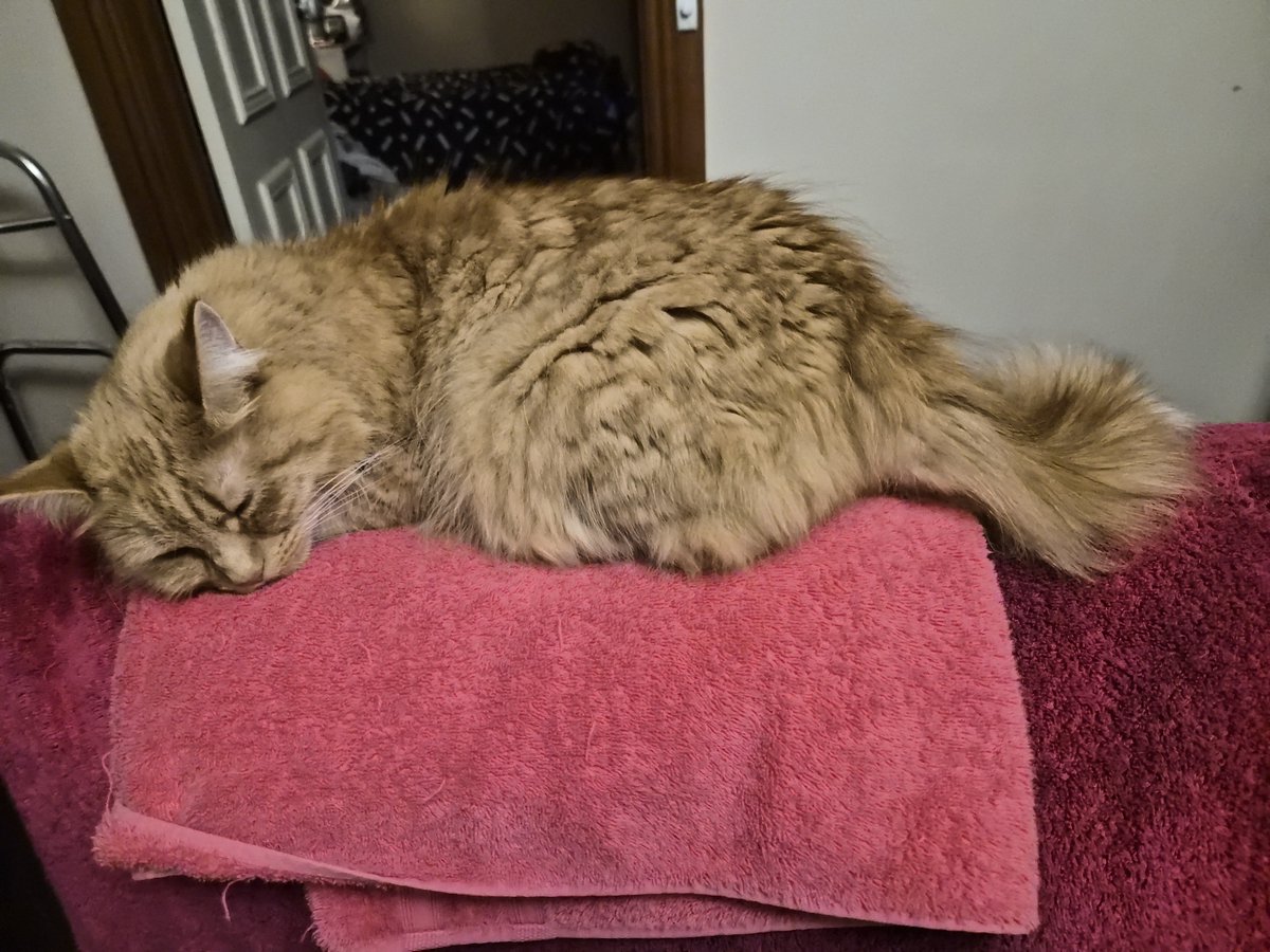 Sassy 🧡and 🌈 This Puss 🌈 tweet media