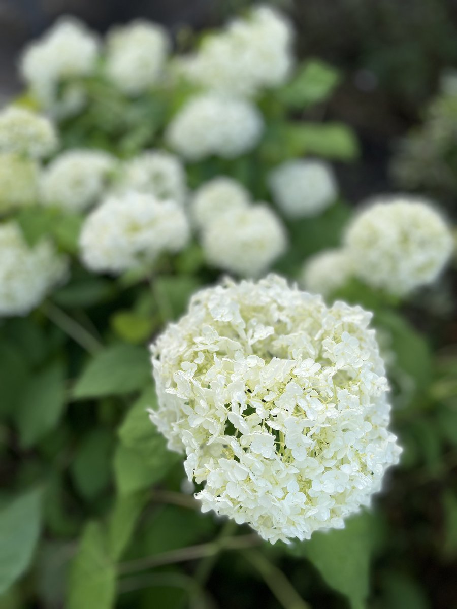 雨上がり 水無月 紫陽花 ランニング