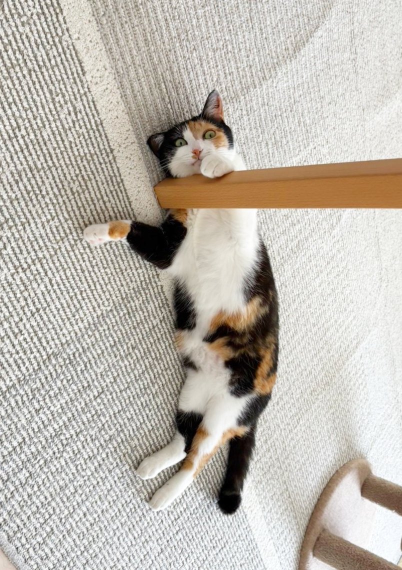 三毛猫