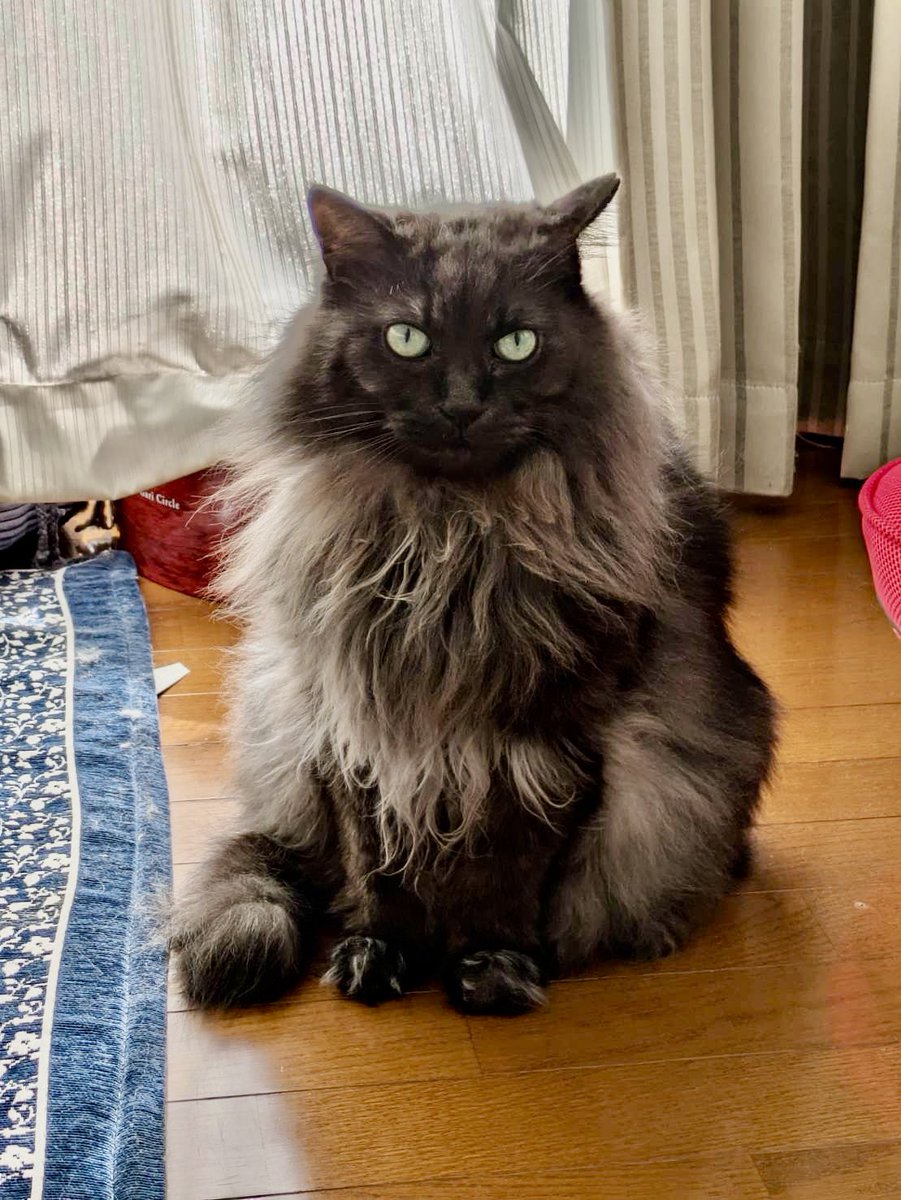 petrescue1997's tweet photo. 神奈川県レインくん
行方不明日5/28

窓の隙間から外に出てしまい近くには居るが設置した捕獲器に入らないとの相談を受け5/31に向かいました。

日中は姿を確認できませんでしたが付近を探索したところ、潜伏するには最も適した近所の庭で猫らしき？生き物がカサッと動く物音が。

刺激せずに近くにトラップとカメラを仕掛けて様子を見ましたが反応がなかったので夜になると現れる自宅玄関前と隣の家にレインくんは体格が良いため大きいサイズの捕獲器2台をセット。

当日夜に玄関前捕獲器に入り無事帰宅しました！
嵐🌀が近づいていたので早期に保護されてよかったです✨