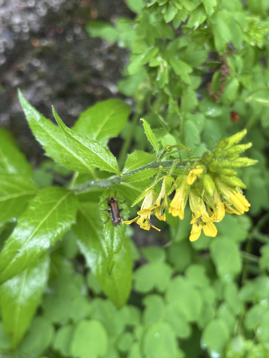 green_cat_0917's tweet photo. これ、去年からいる
植物図鑑の編纂に関わったくらい詳しい方も、これ何だろう？と言っていた
背が高い
アブラナ科っぽいけど、、 https://t.co/4Qegb0chjo