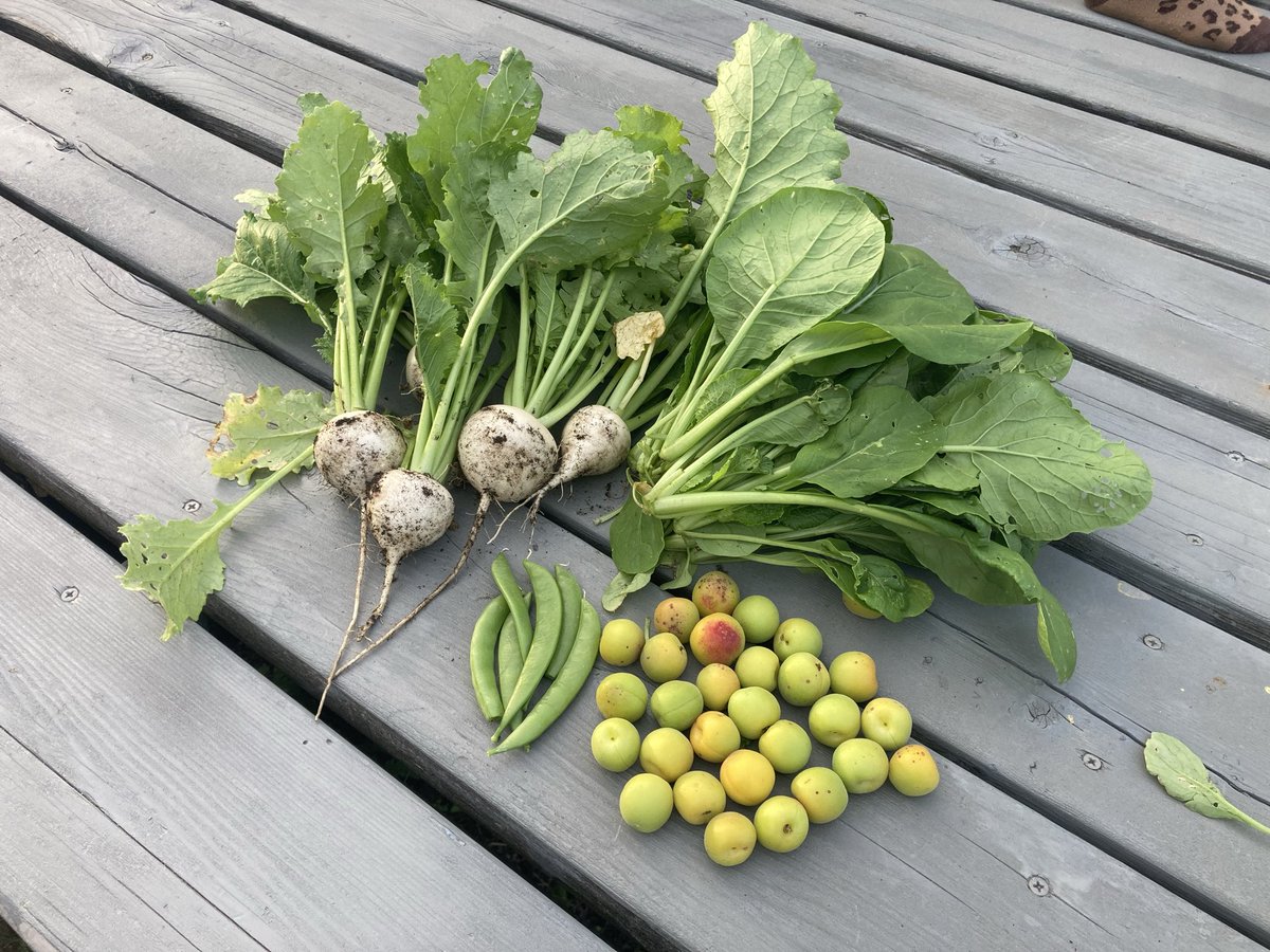 suzuki_junjun's tweet photo. 本日の収穫。

生業でって言うのじゃなくて、自分なりにでいいから、普通に野菜を育てられるようになりたかったんだけど、去年から、その自分にとっての普通にができるようになってきた感じがある。 https://t.co/sg6eL0NF1C