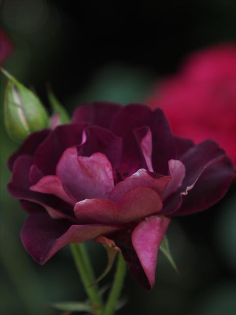 KoedaPhoto's tweet photo. 薔薇🌹✨️ https://t.co/LfJmLTtwHP