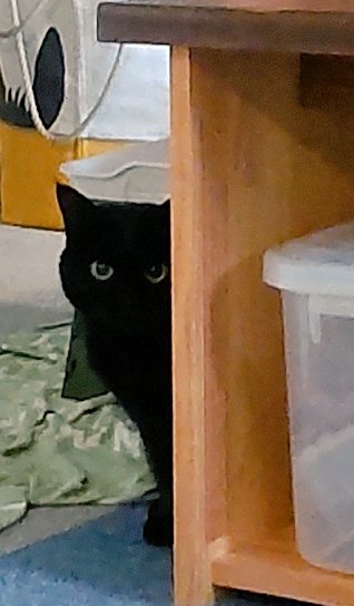 Chapumaru's tweet photo. 地震に驚いて何故かニンゲンを警戒している猫、この後和解。
君ももうすぐ七歳か… https://t.co/wf6PP7m4uY